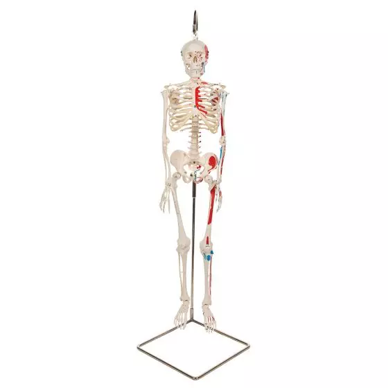 Mini Human Skeleton - Shorty - with painted muscles and hanging stand A18/6