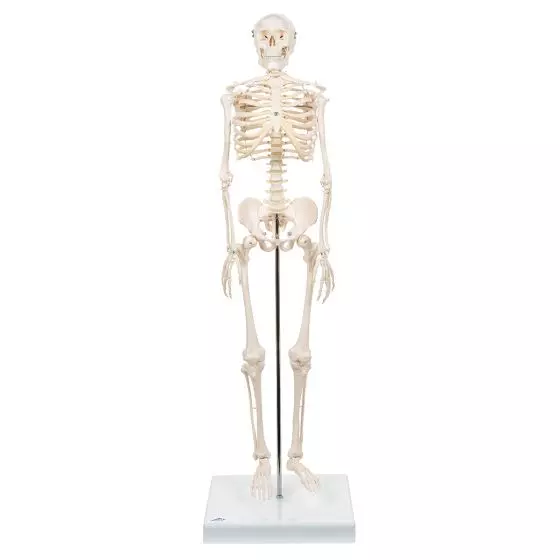 Mini Skeleton - Shorty - on a base A18