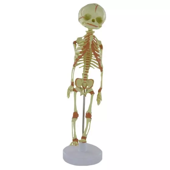 Mediprem articulated anatomic fetal skeleton model