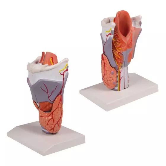 Mediprem larynx model enlarged in 5 pieces