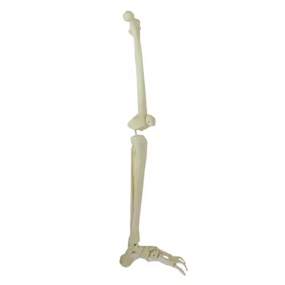 Mediprem leg skeleton model