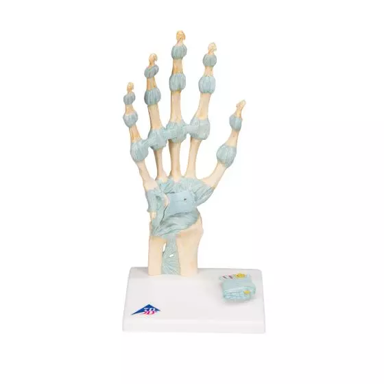 Hand Skeleton Model with Ligaments and Carpal Tunnel M33