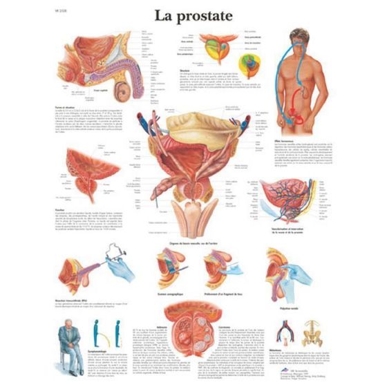 Prostate 3B Scientific VR2528L for £19.49 GirodMedical — free download