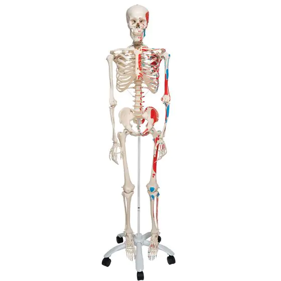 Muscle Skeleton Max on 5 star stand A11