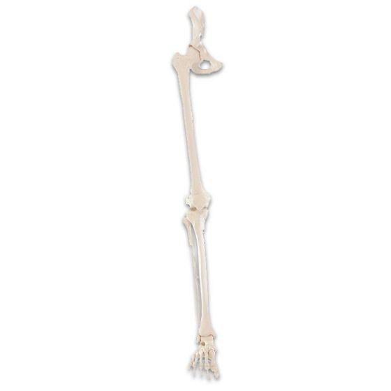Skeleton of leg with half pelvis and flexible foot Erler Zimmer