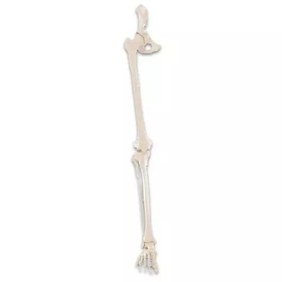 Skeleton of leg with half pelvis and flexible foot Erler Zimmer