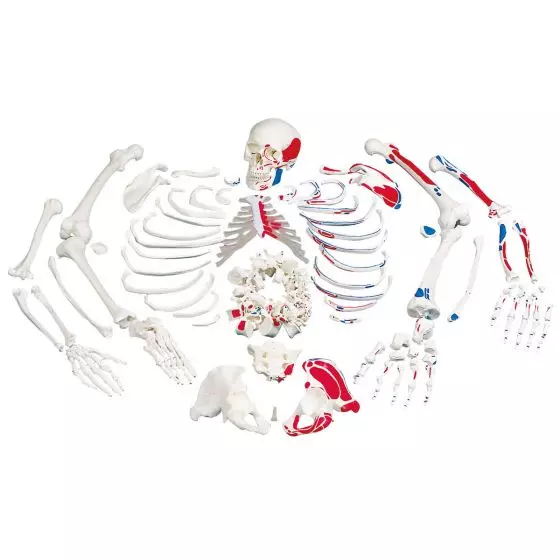 Disarticulated Full Human Skeleton, with painted muscles, A05/2