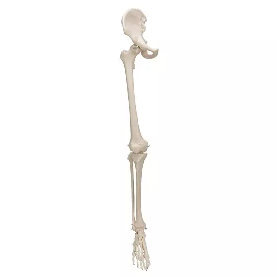 Leg Skeleton with hip bone, right  A36R