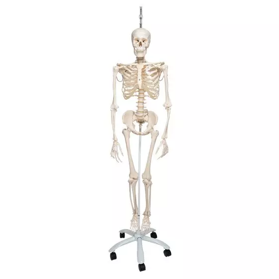 Functional Human Skeleton, A15/3