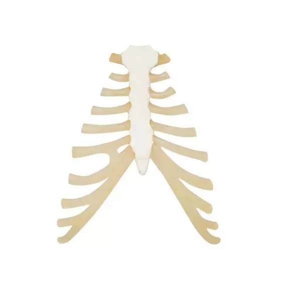 Sternum with rib cartilage A69