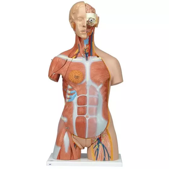 Deluxe Dual-Sex Torso Muscles, 31 parts B40