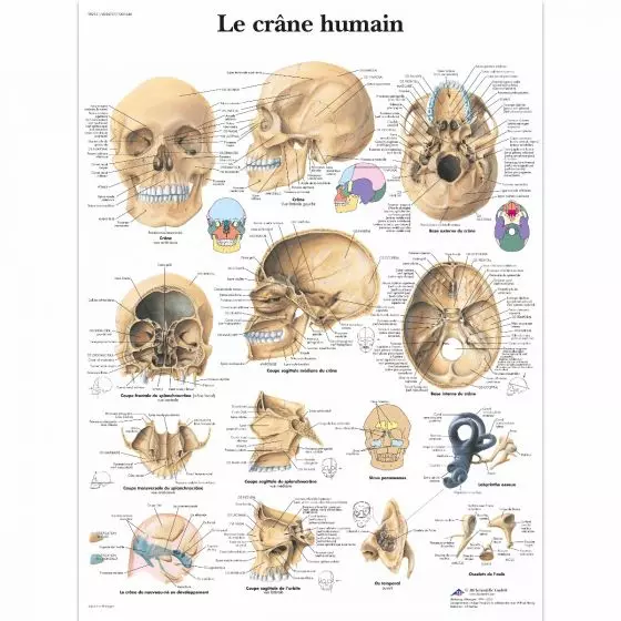 The human skull VR2131L