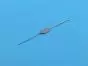 double lacrimal probe Bowman, 10 cm, N0 / 1 Holtex