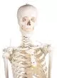 Human skeleton  "Hugo" Erler Zimmer