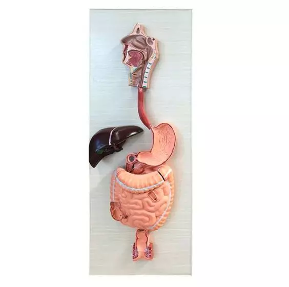 Mediprem digestive system anatomy model in 3 parts