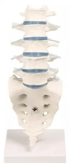 Lumbar vertebral column with stand Erler Zimmer