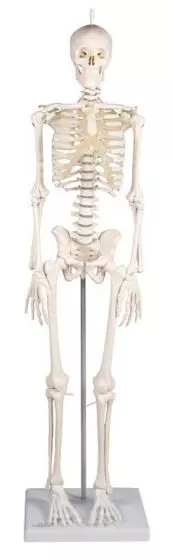 Miniature Skeleton model Patrick - Erler Zimmer