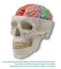 Brain functional / regional 5-parts Erler Zimmer