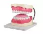 Oral hygiene model 3x life size Erler Zimmer