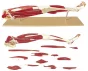 Skeleton of leg with muscles in 7 pieces