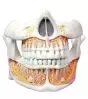Mediprem adult teeth anatomy