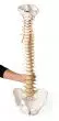 Vertebral column with pelvis and stand, didactical coloured Erler Zimmer